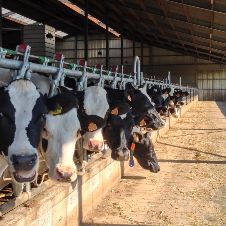 koeien boerderij