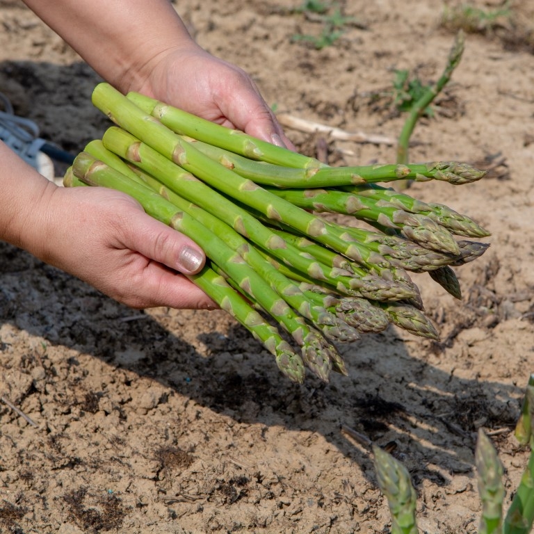 asperges handvol