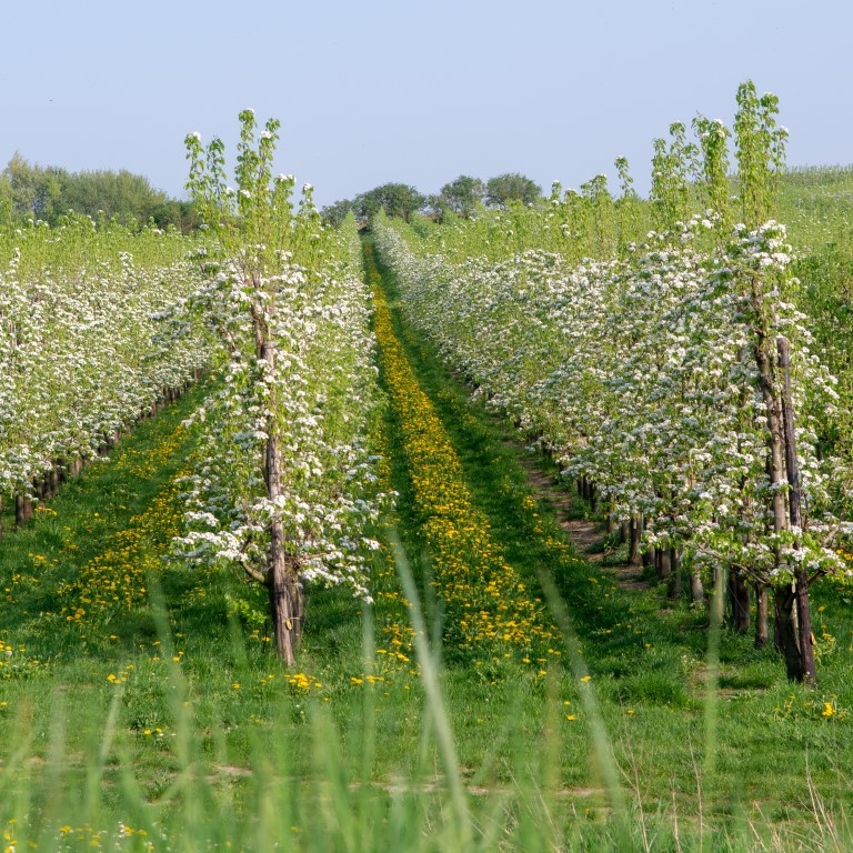 appelen haspengouw