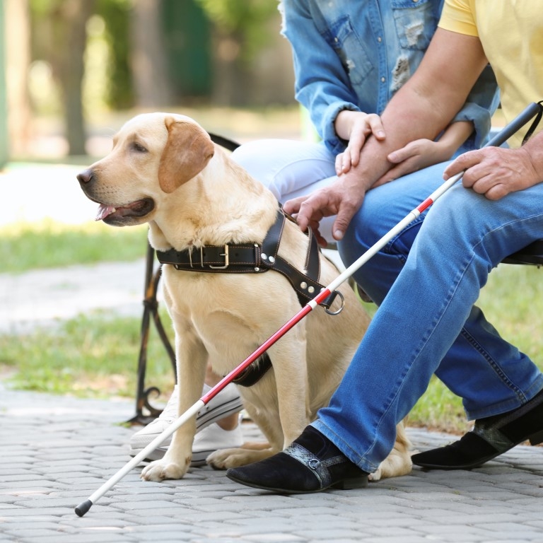 blindegeleide hond