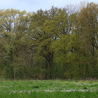 Zomereiken